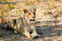 Lion Female